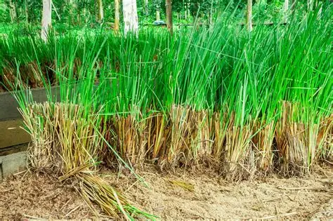 Rễ Vetiver nguyên liệu tự nhiên