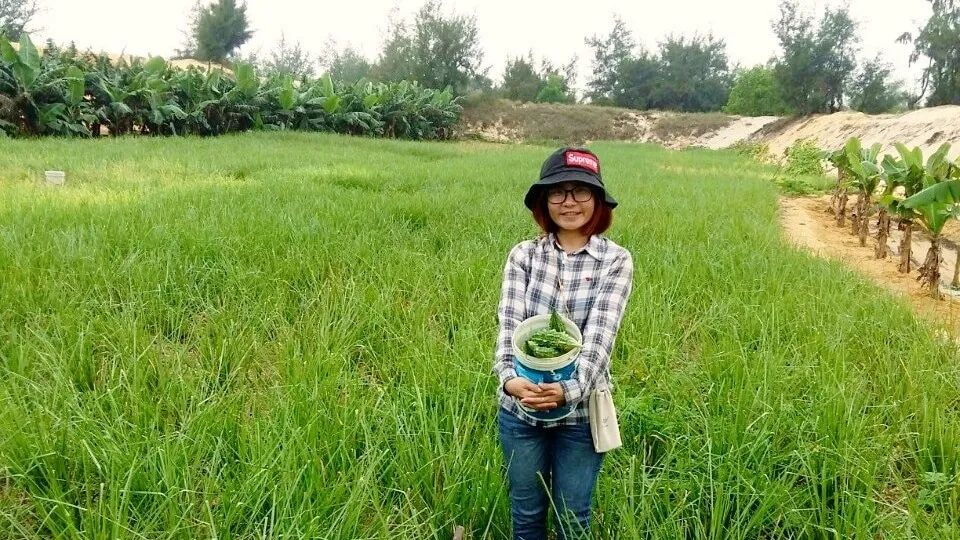 Nông dân thu hoạch