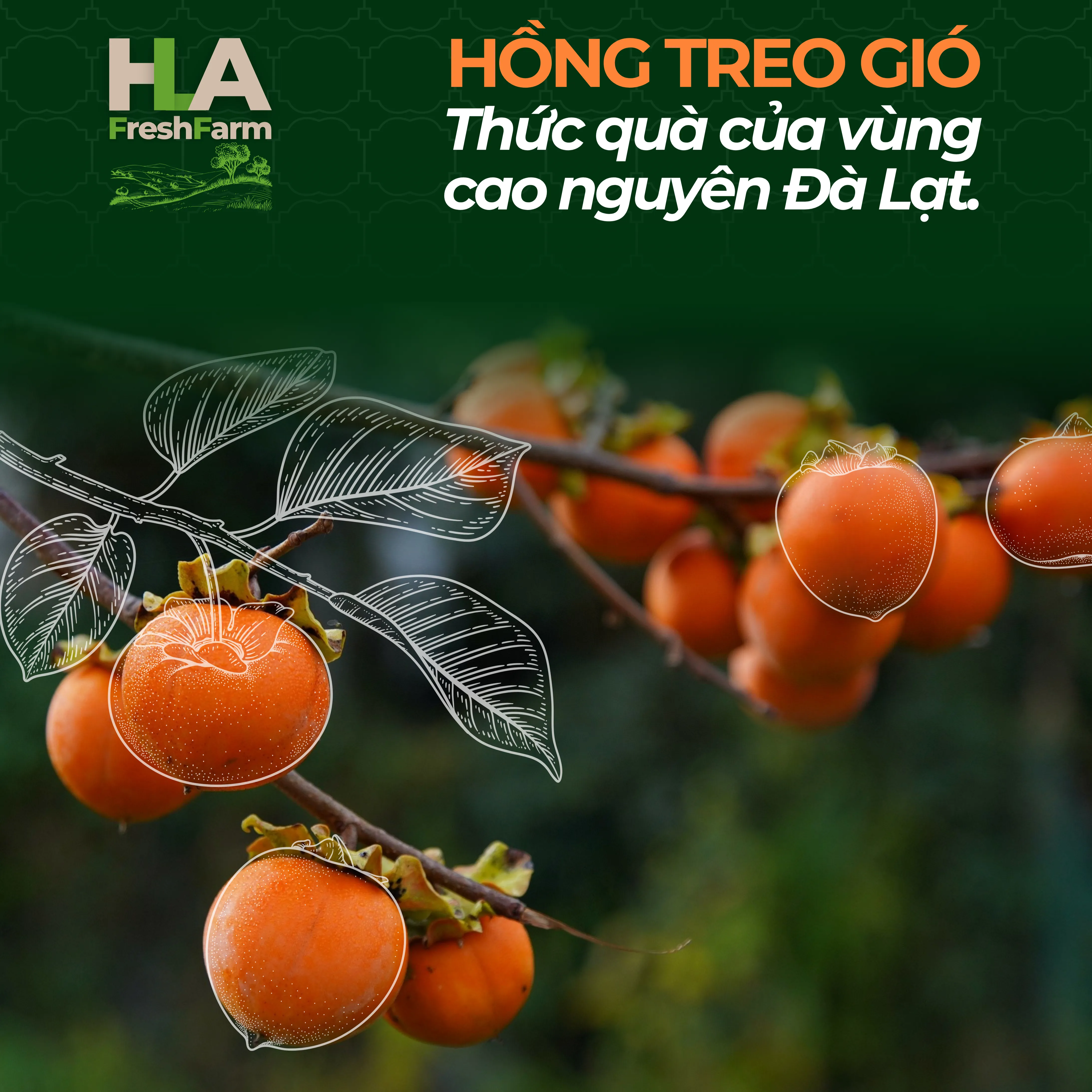 Hồng Treo Gió